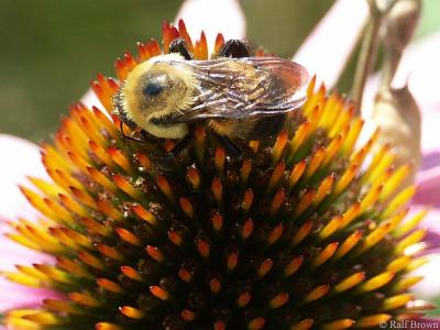 Bee There or Bee Square
