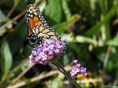 2005-09-03 Butterfly