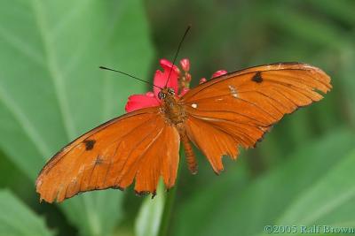 2005-10-02 Butterfly