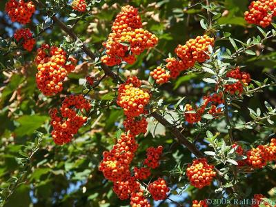 2005-10-15 Berries