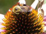 Bee There or Bee Square