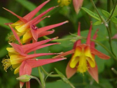 alaska_wild_flowers