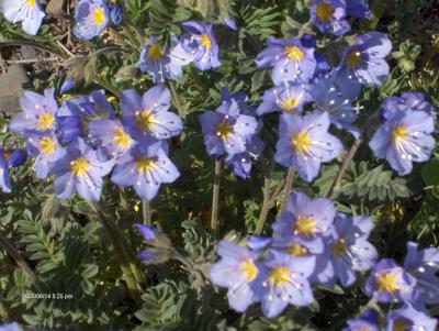 v3/35/120535/3/45229082.wildgeraniums.jpg