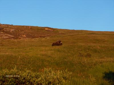 Musk Ox of the Seward Peninsula