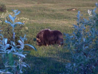 v3/35/120535/3/45670828.MuskOxBrownsLake002.jpg