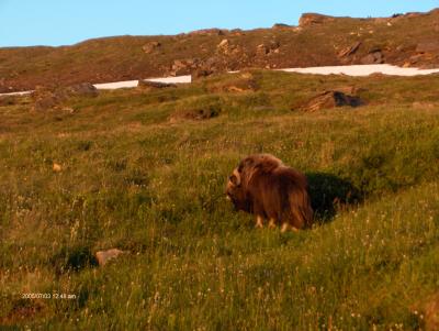 v3/35/120535/3/45670833.MuskOxBrownsLake008.jpg