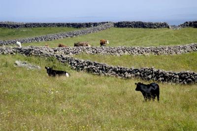 Stone Walls of Inis Mor 1243