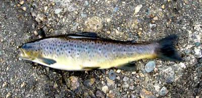 Brown Trout 024