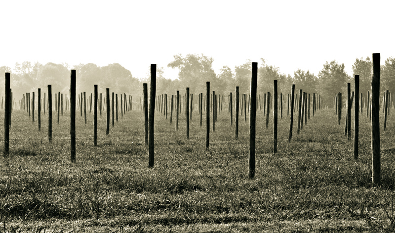 The Lost Vineyard