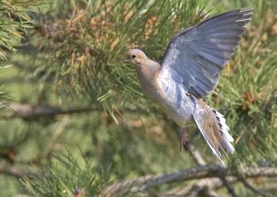 Mourning Dove