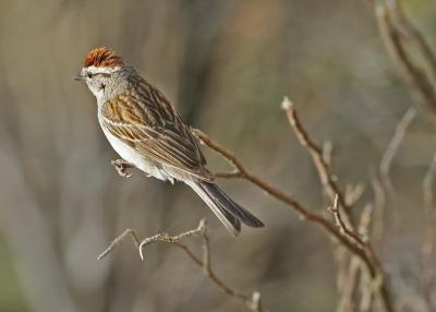 Chipping Sparrow