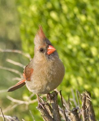 Cardinal (Female)