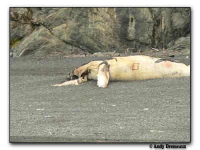 Humpback Whale (dead)