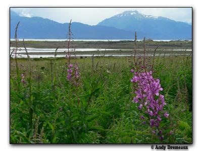 Fireweed