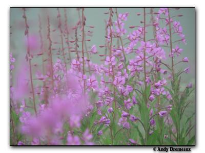 Fireweed