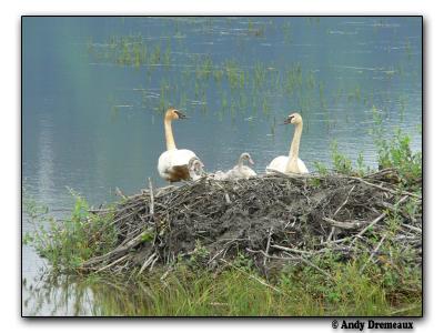 Trumpeter Swans