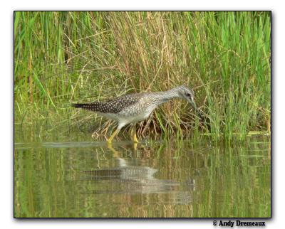 Greater Yellowlegs