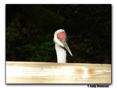 Sandhill Crane (captive)