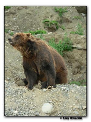 Brown Bear (captive)