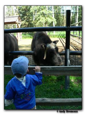 Muskox (captive)