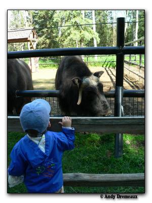 Muskox (captive)