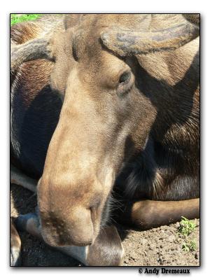 Moose (captive)