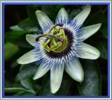 Passiflora caerulea