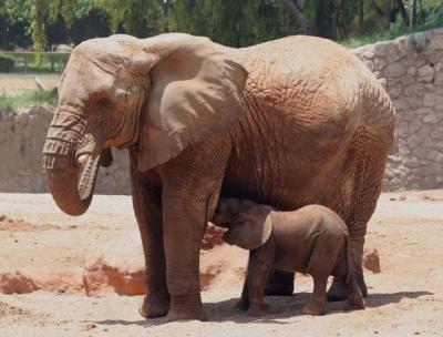 feeding time, new born.jpg