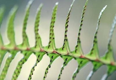 details in a fern leaf.jpg