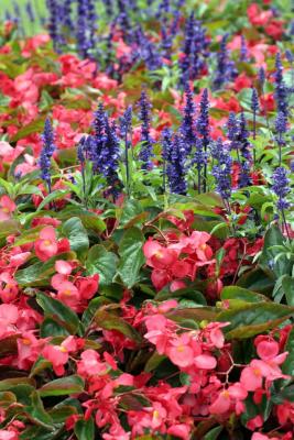 flowers in london