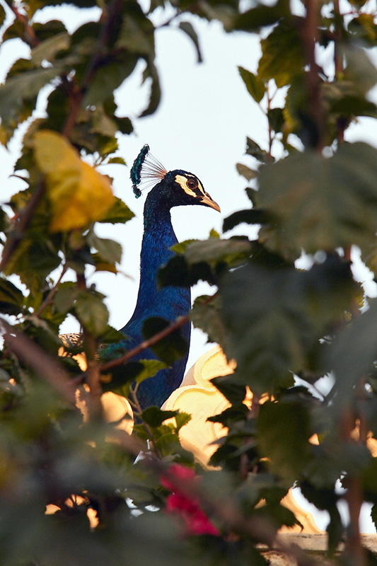 Peacock