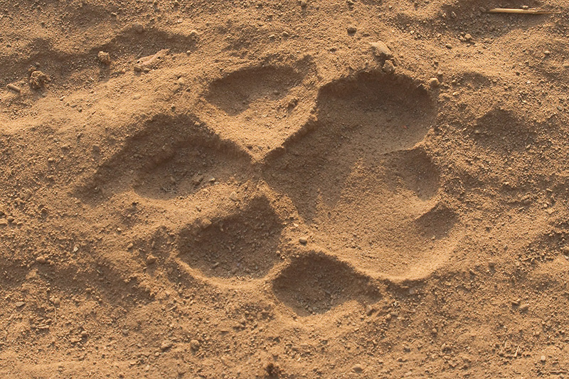 Tiger Print