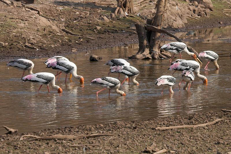 Painted Storks