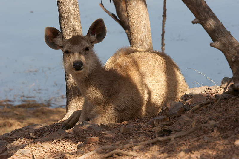 Young Sambar Deer