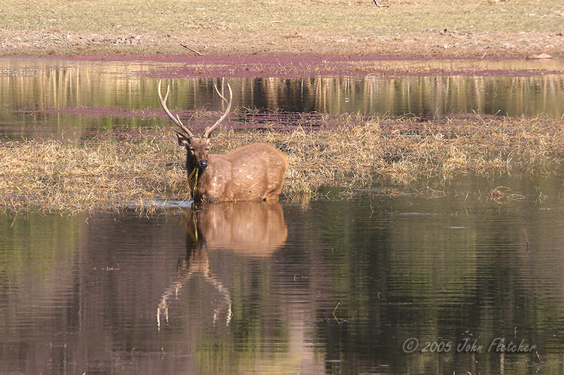 Sambar Deer