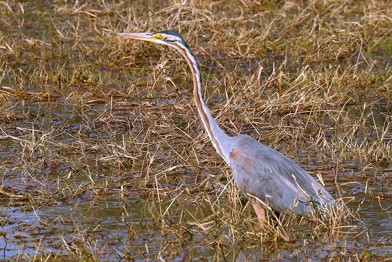 Purple Heron