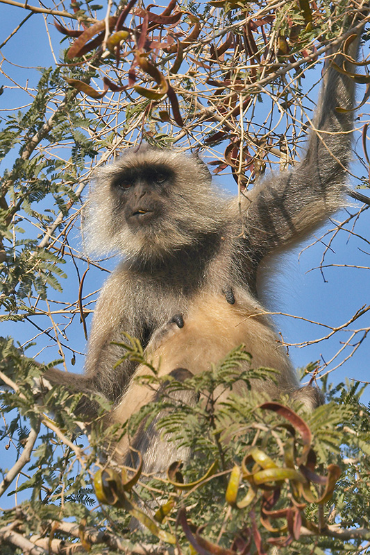 Langur