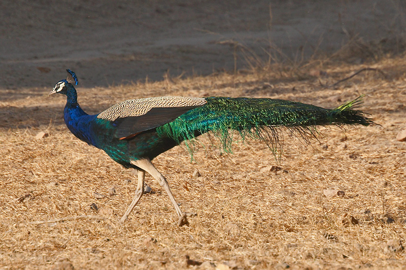 Peacock