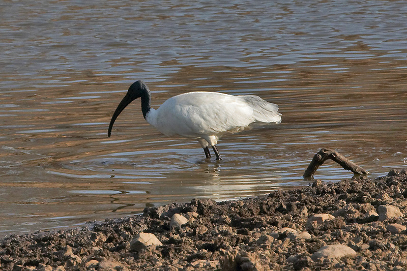 Ibis