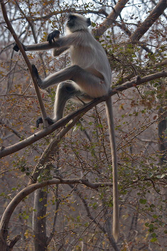 Langur