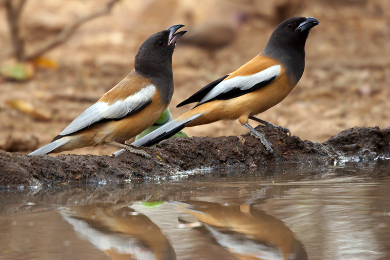 Rufous (Indian) Treepie