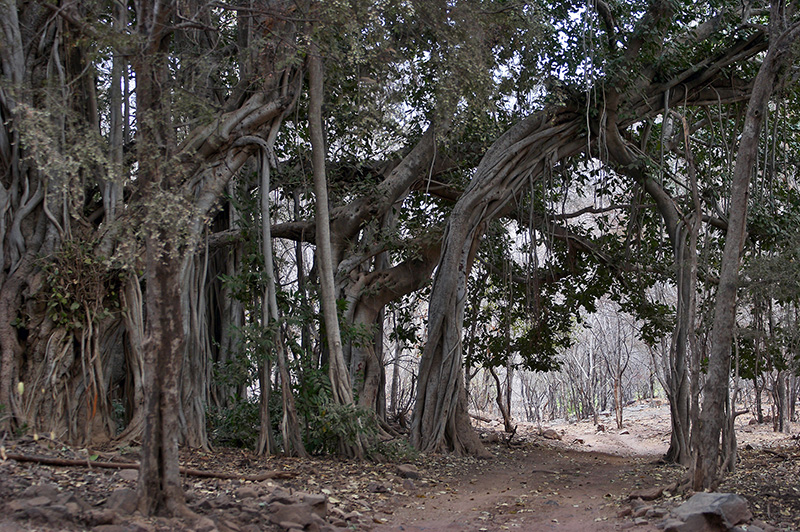 Banyan Tree