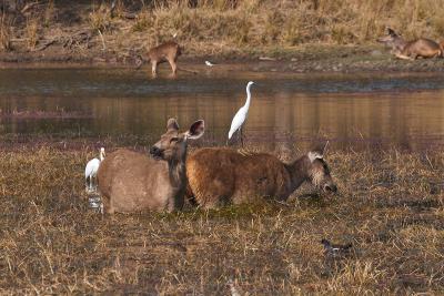 Sambar Deer & Egrets