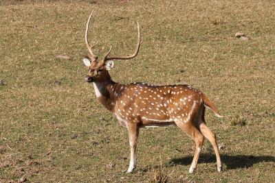 Spotted Deer (Chital)