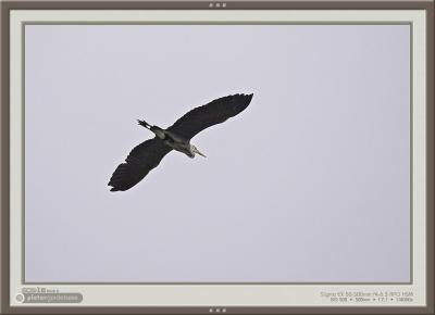 Heron overhead