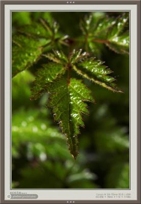 Pointy leaf