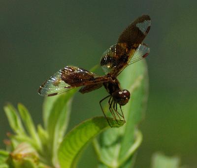 DSC_4018 sm.jpg