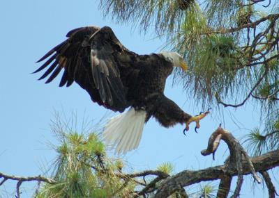 EAGLES 05