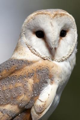  Hawk Conservancy