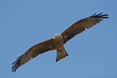 IMG_0261cropcspro.jpg